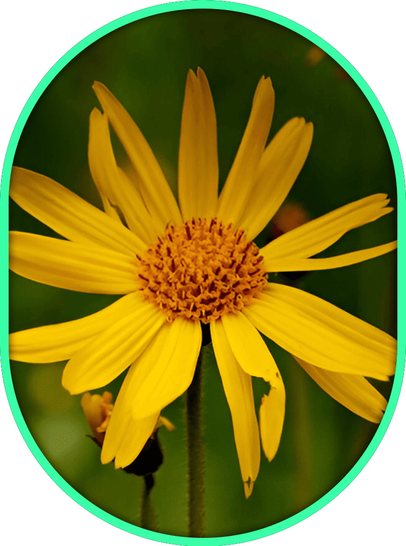 Inner Dose Nerve Relief Cream