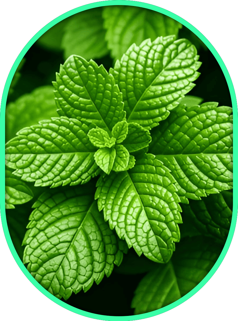 Inner Dose Nerve Relief Cream